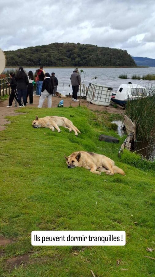 La laguna Cocha, Pasto, Colombie : chiens faisant la sieste