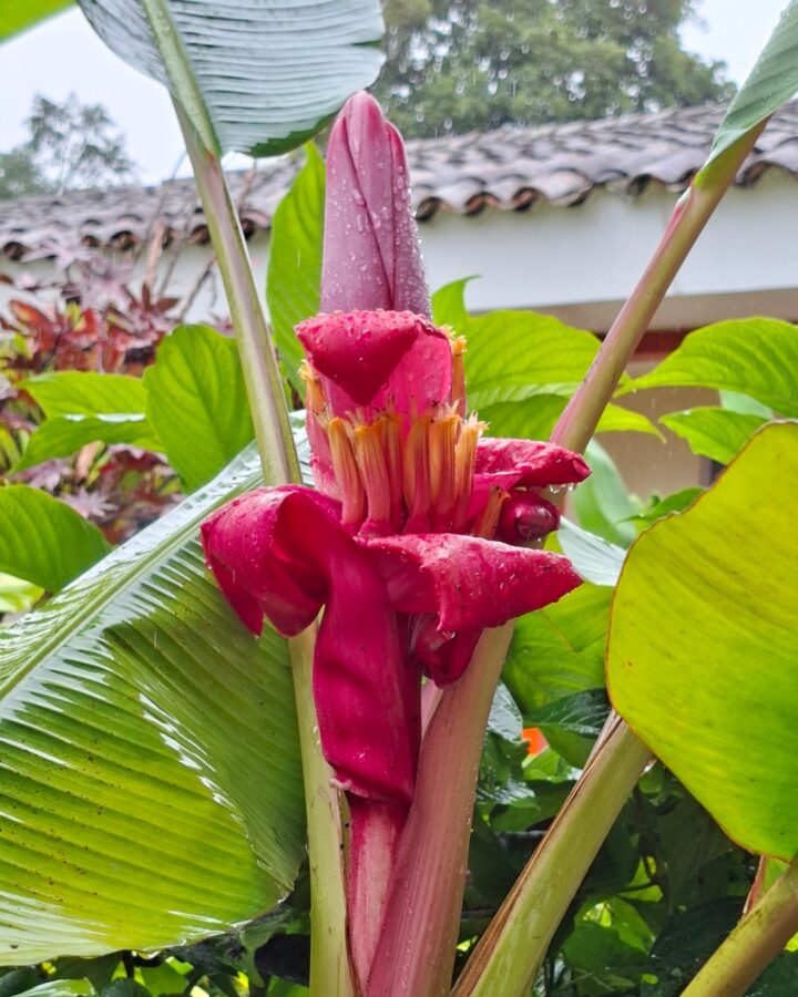 Bananier rose, San Augustin, Colombie