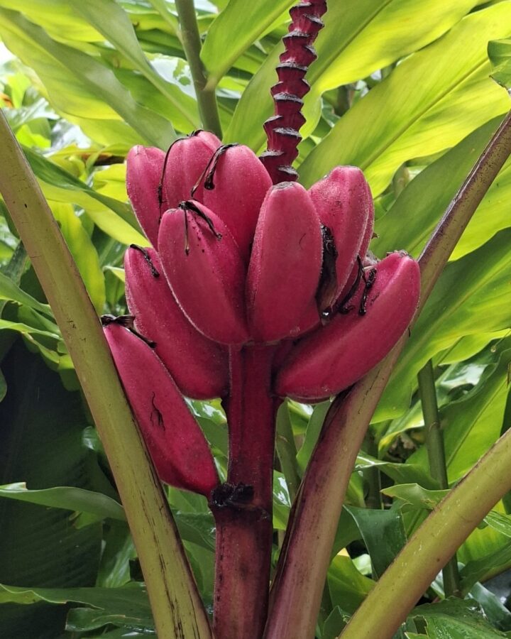 Bananier rose, San Augustin, Colombie