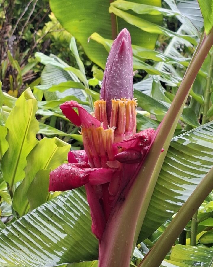 Bananier rose, San Augustin, Colombie