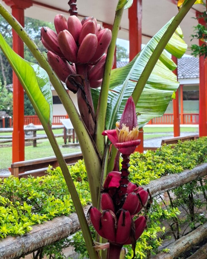 Bananier rose, San Augustin, Colombie