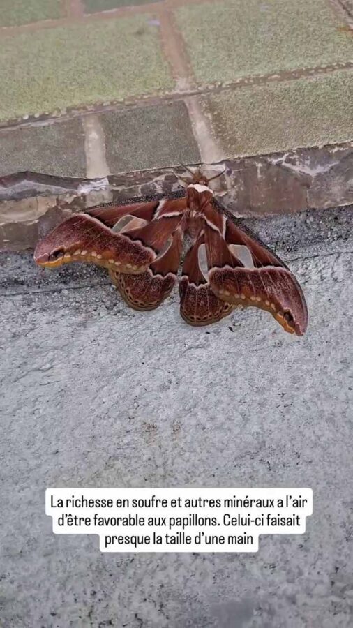 Thermes d'eau bouillante, Coconuco, Colombie : papillon de nuit