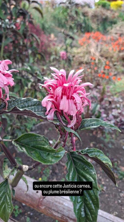 Camping La Bonanza, Silvia, Colombie, Justicia carnea