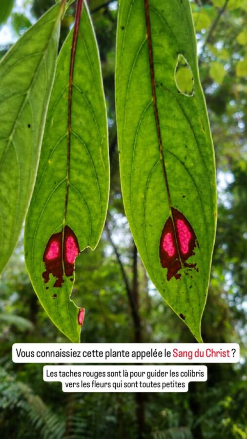 San Cipriano, Colombie, plante, Sang du Christ
