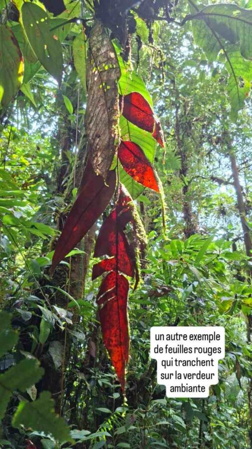 San Cipriano, Colombie