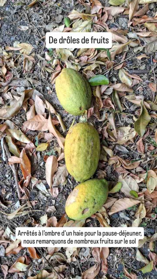 Swinglea glutinosa, fruit, haie, Colombie