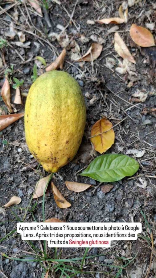 Swinglea glutinosa, fruit, haie, Colombie