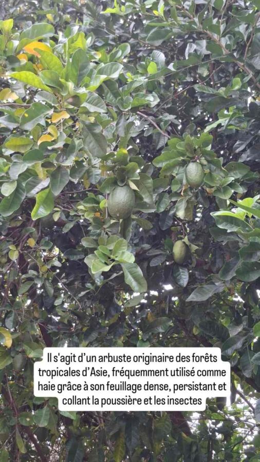 Swinglea glutinosa, fruit, haie, Colombie