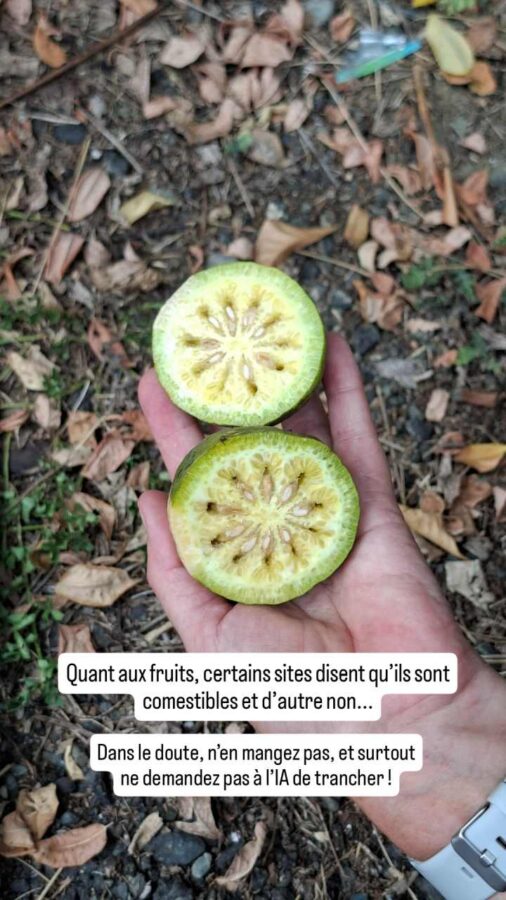 Swinglea glutinosa, fruit, haie, Colombie