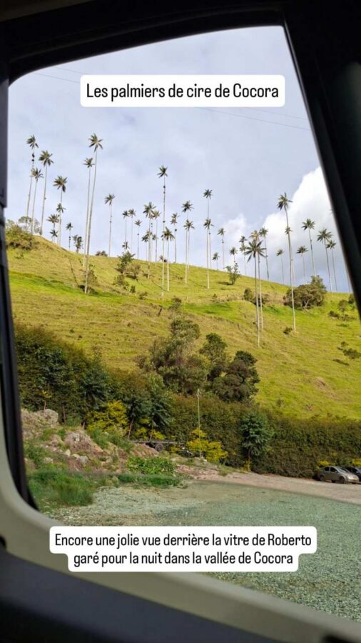 Palmiers de cire - Cocora - Colombie