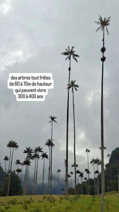 Palmiers de cire - Cocora - Colombie