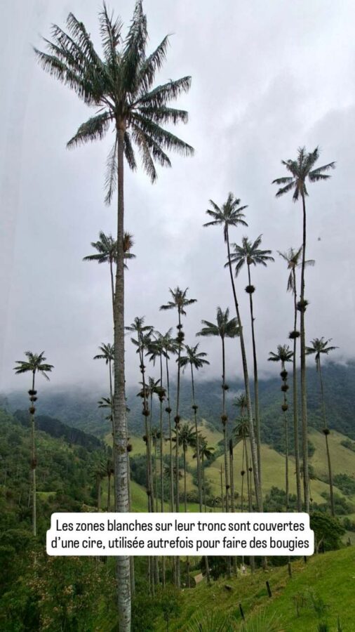 Palmiers de cire - Cocora - Colombie