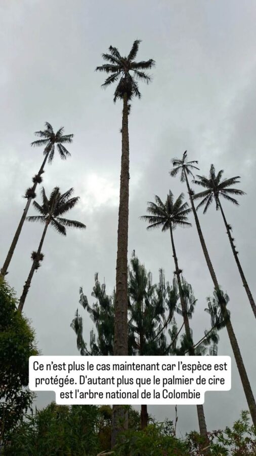 Palmiers de cire - Cocora - Colombie