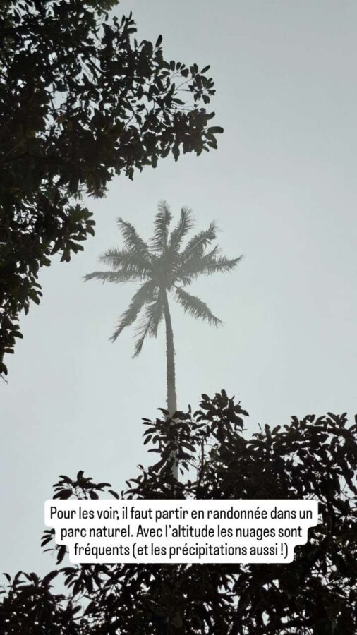 Palmiers de cire - Cocora - Colombie