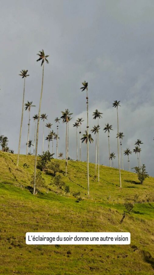 Palmiers de cire - Cocora - Colombie