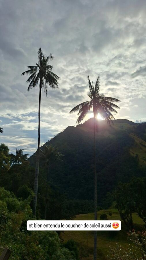Palmiers de cire - Cocora - Colombie