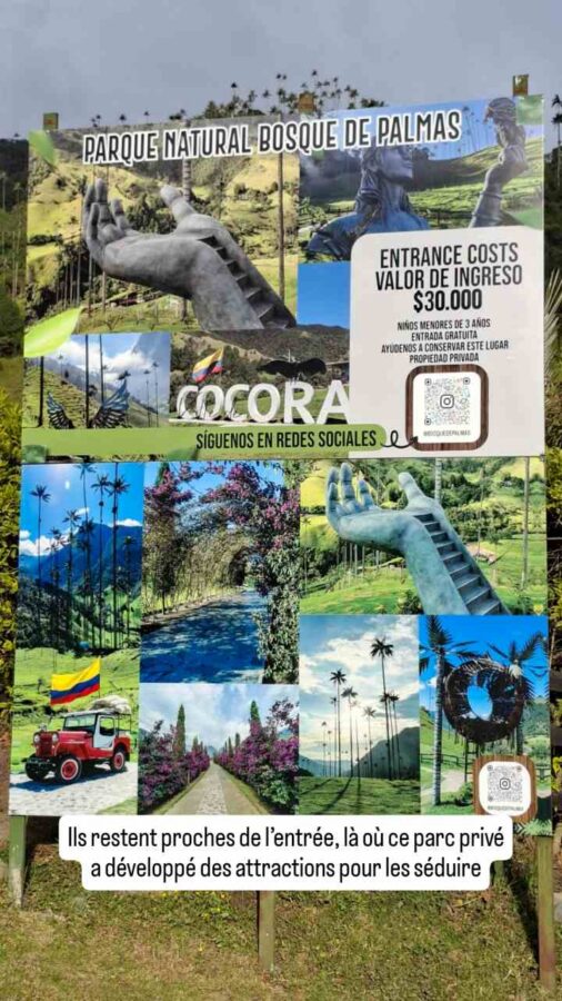 Parc naturel forêt de palmiers, Cocora, Colombie