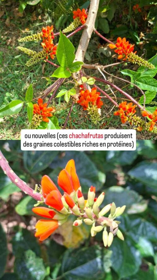 Écoparc Los Alcazares, Manizales, Colombie, chachafrutas