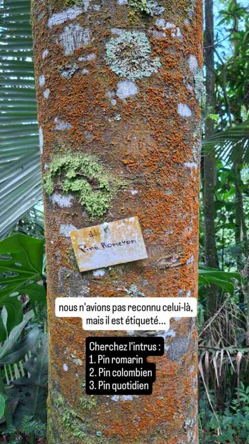 Écoparc Los Alcazares, Manizales, Colombie, pin romarin, pin colombien