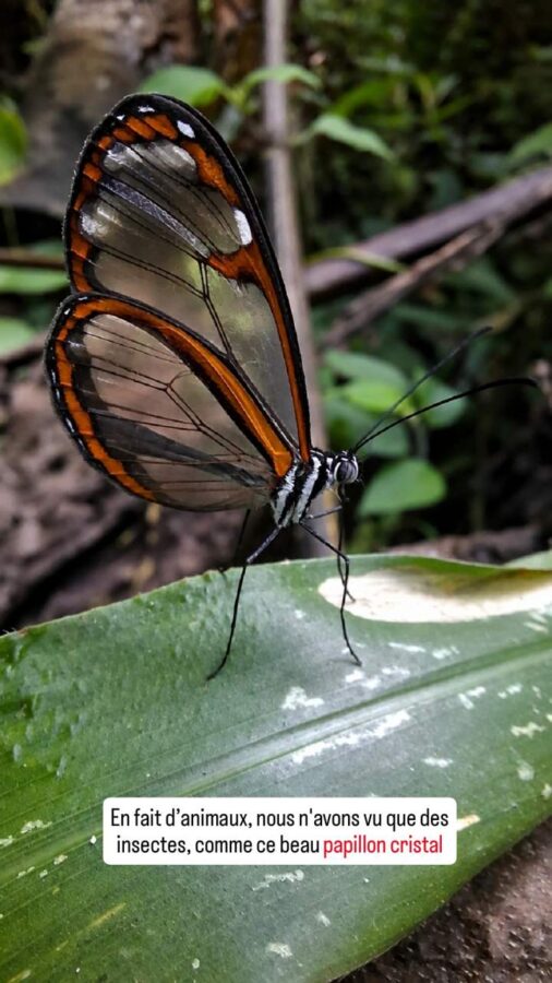 Écoparc Los Alcazares, Manizales, Colombie, papillon cristal