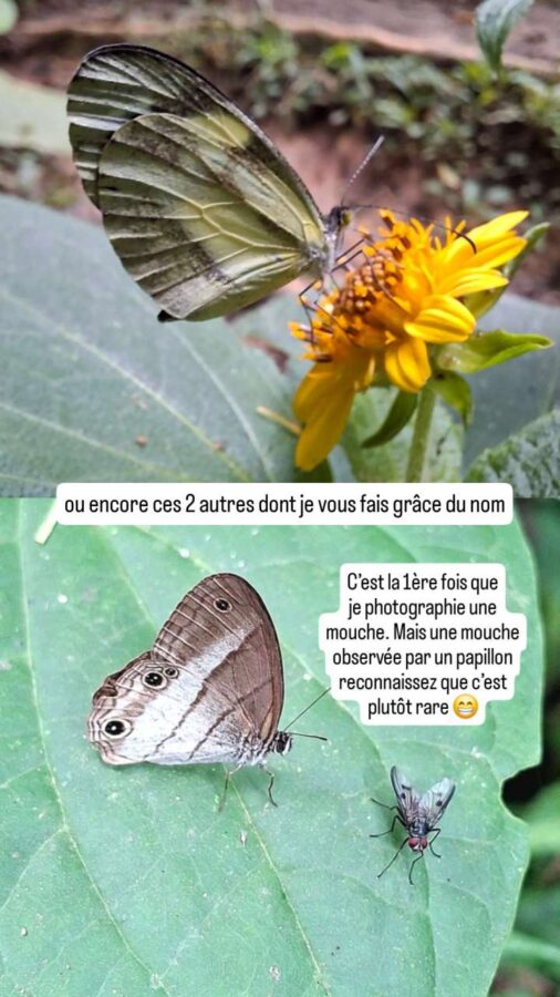 Écoparc Los Alcazares, Manizales, Colombie, papillons