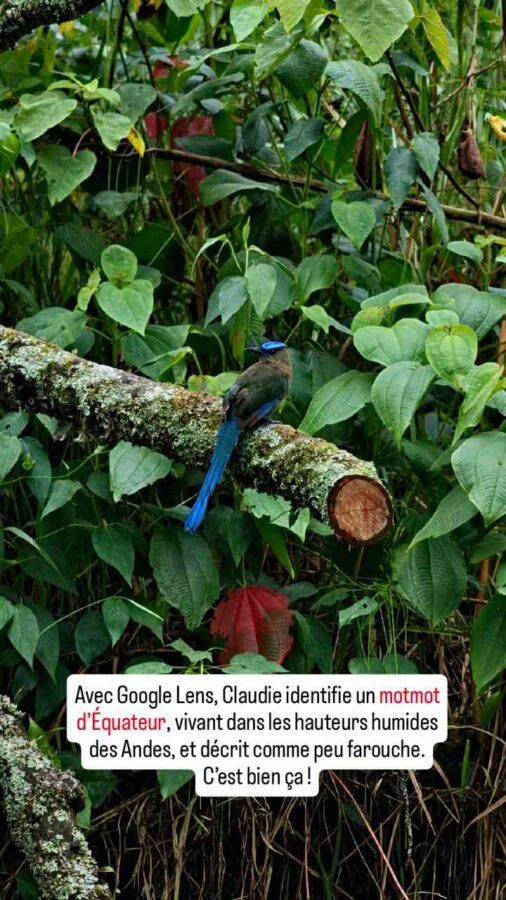 Motmot d'Equateur sur la route du café entre Salamina et Aguadas, Colombie 