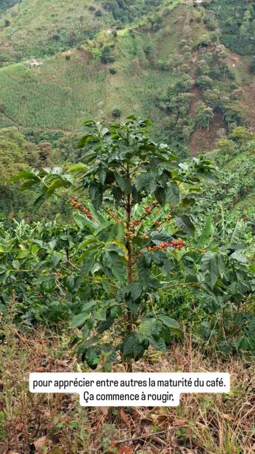 La route du café entre Salamina et Aguadas, Colombie : caféier