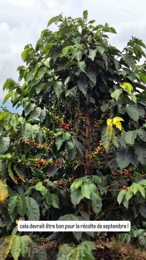 La route du café entre Salamina et Aguadas, Colombie : caféier