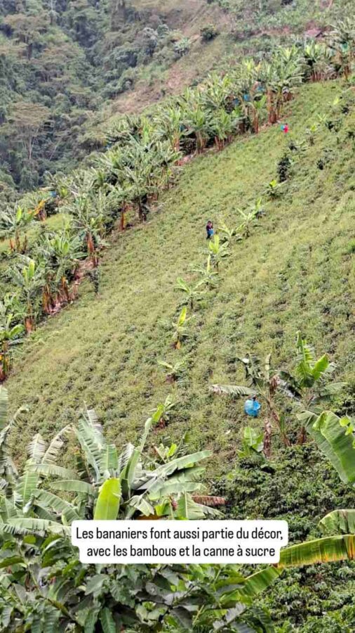 La route du café entre Salamina et Aguadas, Colombie