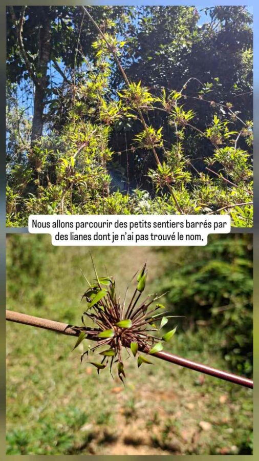 Parc Arvi, nature, Colombie