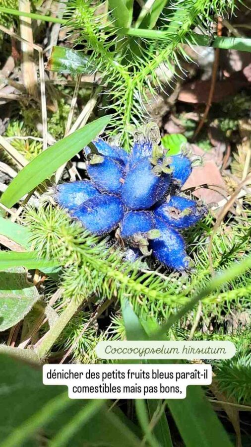 Parc Arvi, nature, Colombie, Coccocypselium hirsutum