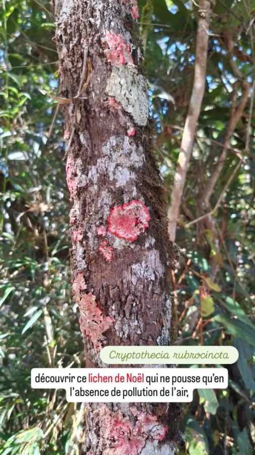Parc Arvi, nature, Colombie, lichen de Noël