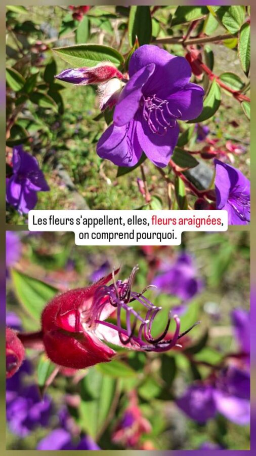 Parc Arvi, nature, Colombie, fleurs araignées