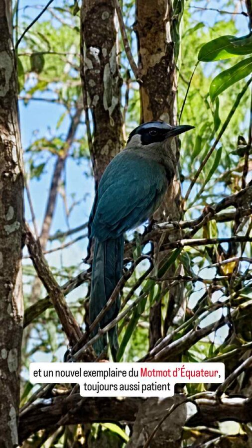 Parc Arvi, nature, Colombie, Motmot d'Equateur