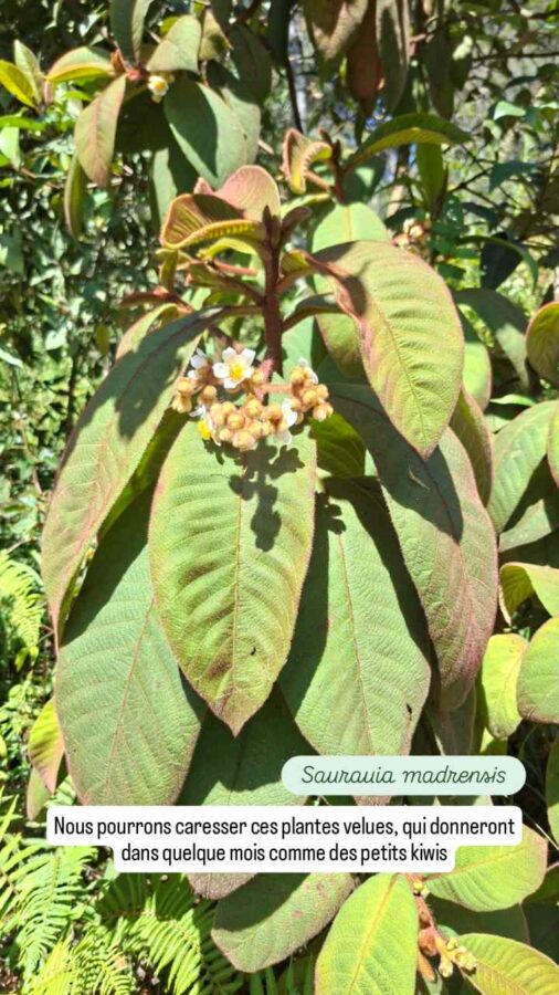 Parc Arvi, nature, Colombie, Saurauia madrensis