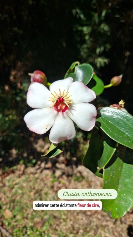 Parc Arvi, nature, Colombie, Clusia orthoneura, fleur de cire
