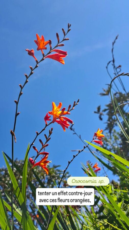 Parc Arvi, nature, Colombie, Crocosmia