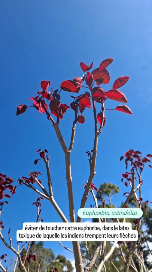Parc Arvi, nature, Colombie, Euphorbia cotinifolia, latex toxique