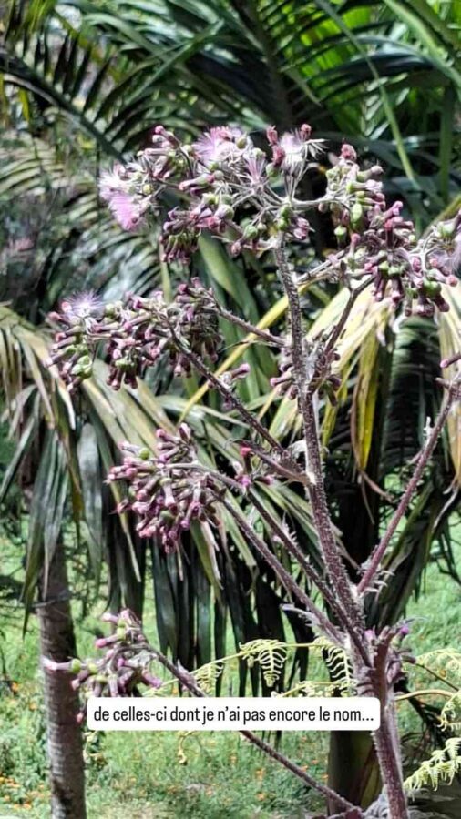Kombai Park, El Vino, Colombie