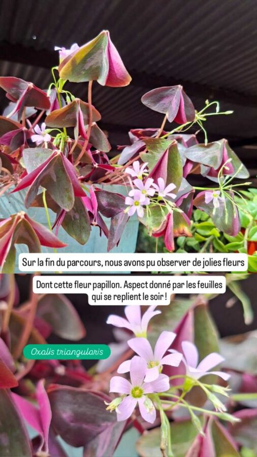Parc de la Macarena, Colombie, J1, fleur papillon, Oxalis triangularis