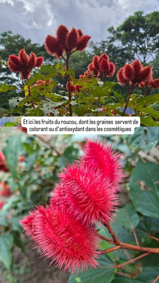 Parc de la Macarena, Colombie, J1, roucou