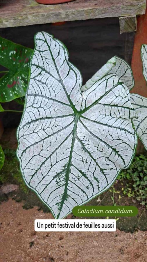Parc de la Macarena, Colombie, J1, feuille, Caladium candidum