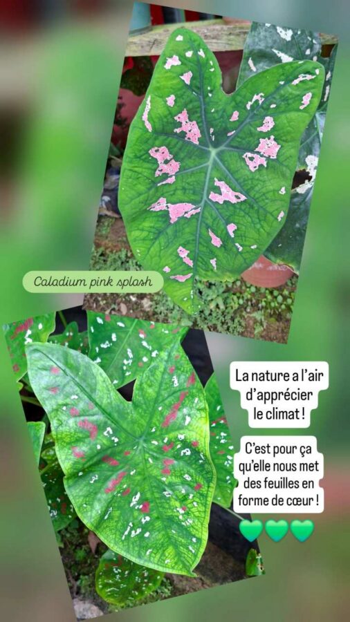 Parc de la Macarena, Colombie, J1, feuille, Caladium pink splash