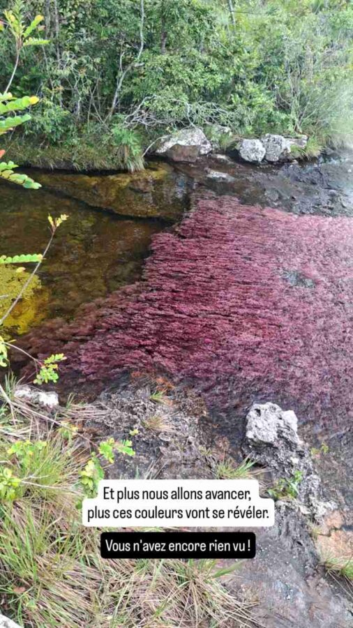 Parc Sierra de la Macarena, Colombie, J2, Macarenia clavigera