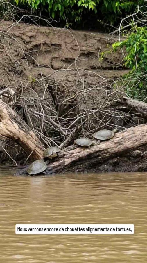 Parc de la Macarena, Colombie, J1, fleuve Guayaraba, tortues