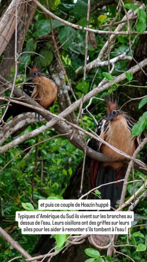 Parc de la Macarena, Colombie, J1, fleuve Guayaraba, Hoazin huppé