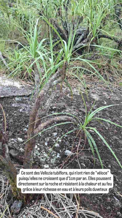 Parc de la Macarena, Colombie, J1, Vellozia tubiflora