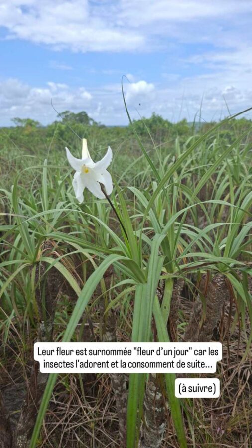 Parc de la Macarena, Colombie, J1, Vellozia tubiflora, fleur
