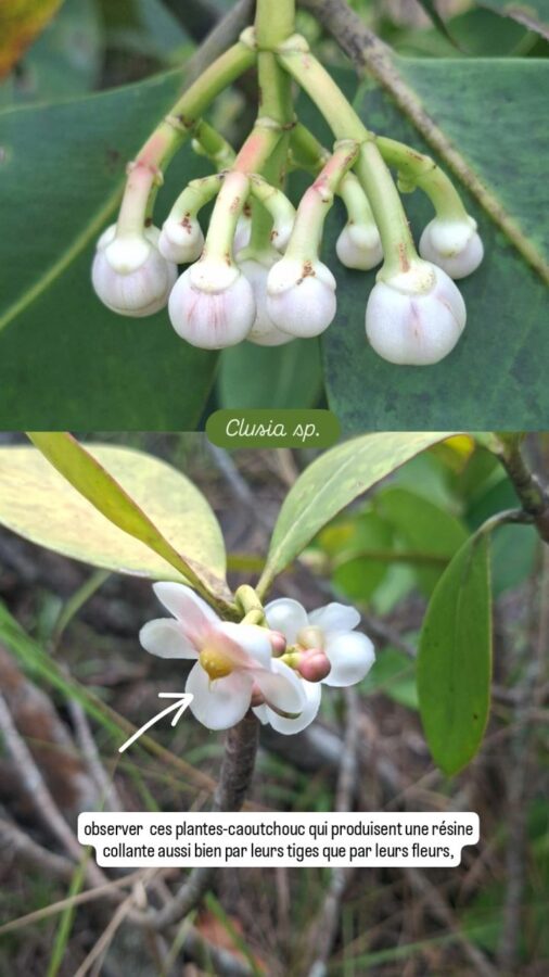 Parc Sierra de la Macarena, Colombie, J3, plante caoutchouc, Clusia sp