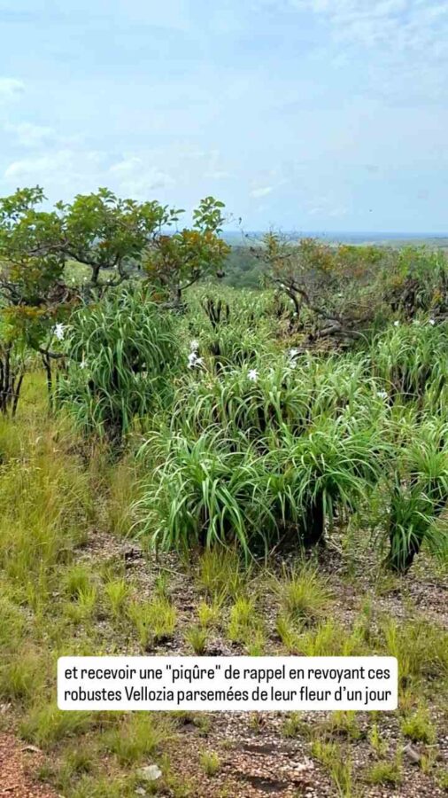 Parc Sierra de la Macarena, Colombie, J3, Vellozia tubiflora